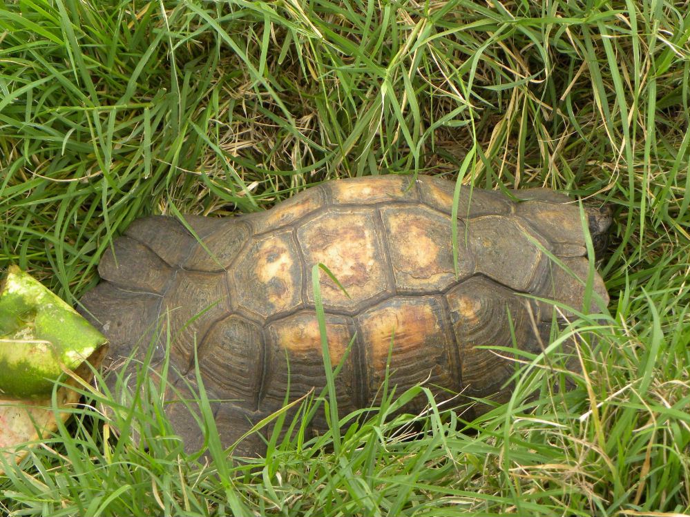 Testudo marginata